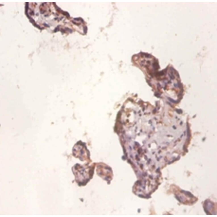 Immunohistochemistry - Protein Wnt-3a Polyclonal Antibody from Signalway Antibody (42596) - Antibodies.com