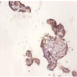 Immunohistochemistry - Protein Wnt-3a Polyclonal Antibody from Signalway Antibody (42596) - Antibodies.com