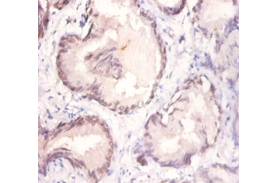 Immunohistochemistry - Protein Wnt-3a Polyclonal Antibody from Signalway Antibody (42596) - Antibodies.com