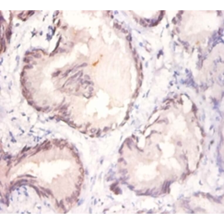 Immunohistochemistry - Protein Wnt-3a Polyclonal Antibody from Signalway Antibody (42596) - Antibodies.com