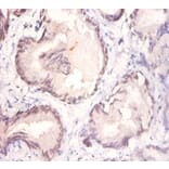 Immunohistochemistry - Protein Wnt-3a Polyclonal Antibody from Signalway Antibody (42596) - Antibodies.com