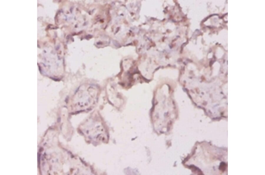 Immunohistochemistry - interleukin 18 Polyclonal Antibody from Signalway Antibody (42647) - Antibodies.com