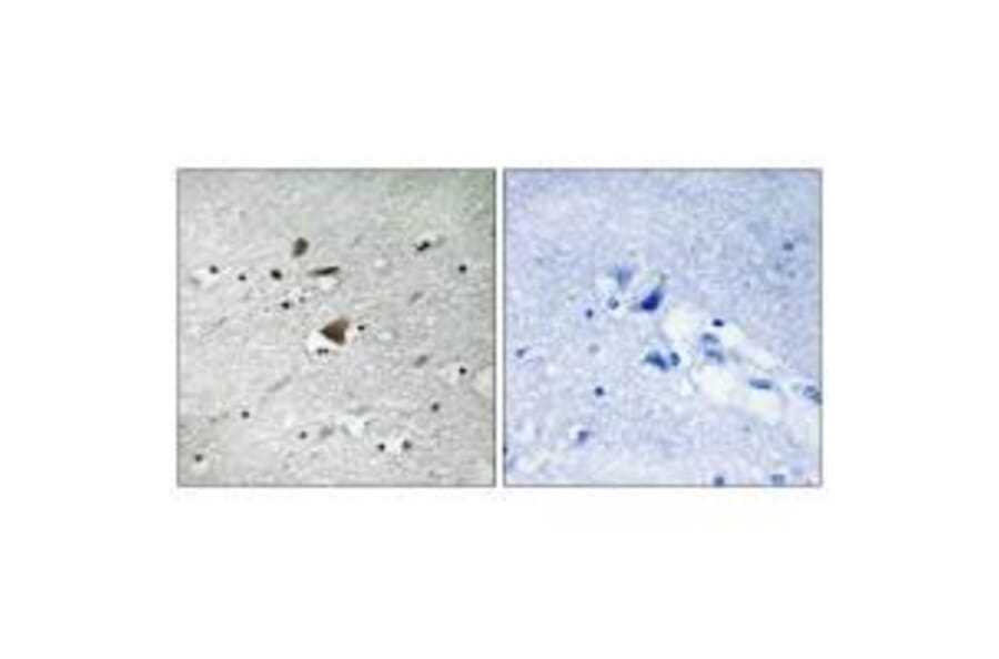 Immunohistochemistry - APC1 Antibody from Signalway Antibody (33263) - Antibodies.com