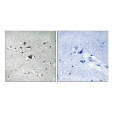 Immunohistochemistry - APC1 Antibody from Signalway Antibody (33263) - Antibodies.com