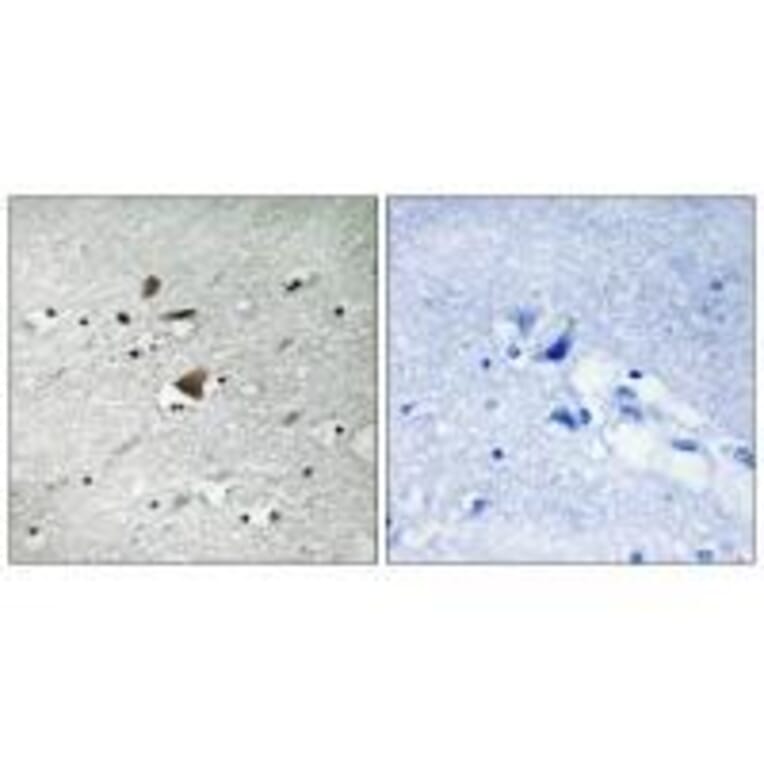 Immunohistochemistry - APC1 Antibody from Signalway Antibody (33263) - Antibodies.com