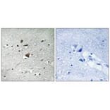 Immunohistochemistry - APC1 Antibody from Signalway Antibody (33263) - Antibodies.com