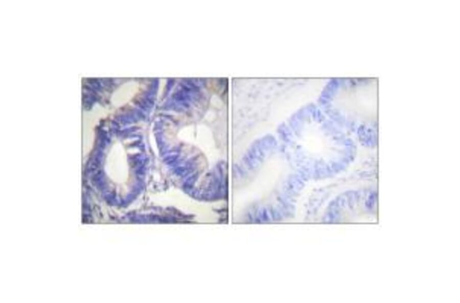 Immunohistochemistry - NCK2 Antibody from Signalway Antibody (33447) - Antibodies.com