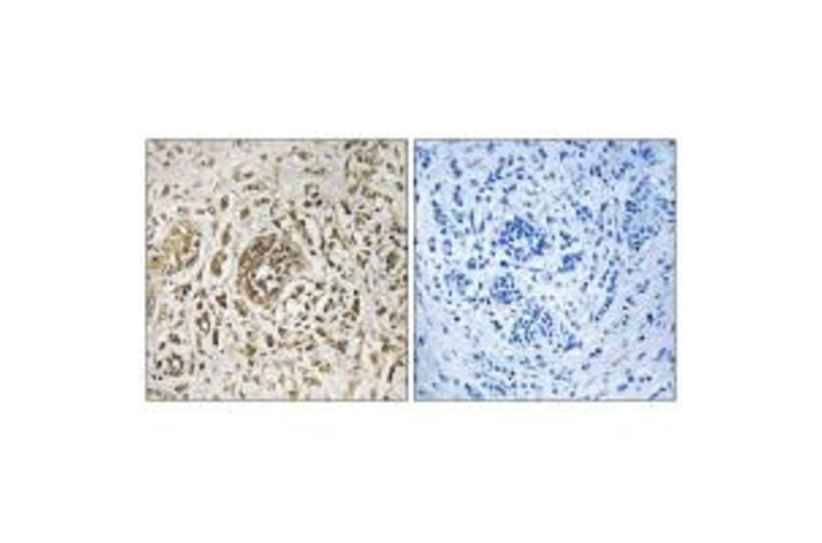 Immunohistochemistry - CIB2 Antibody from Signalway Antibody (33617) - Antibodies.com