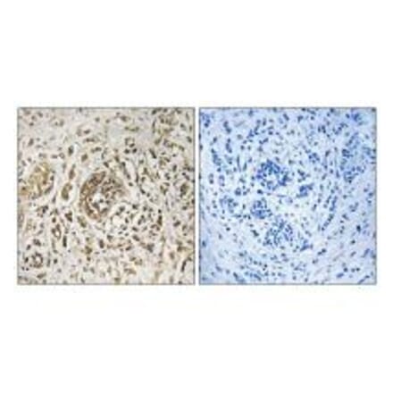 Immunohistochemistry - CIB2 Antibody from Signalway Antibody (33617) - Antibodies.com