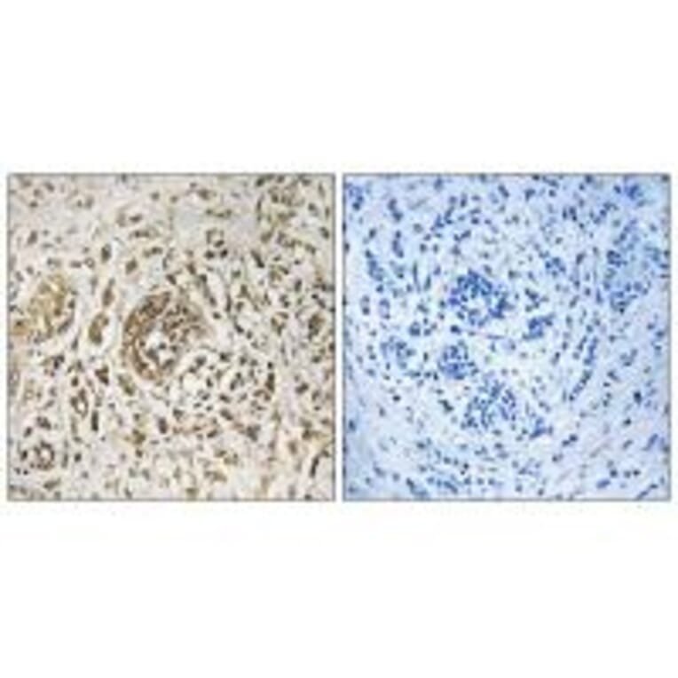 Immunohistochemistry - CIB2 Antibody from Signalway Antibody (33617) - Antibodies.com