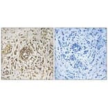 Immunohistochemistry - CIB2 Antibody from Signalway Antibody (33617) - Antibodies.com