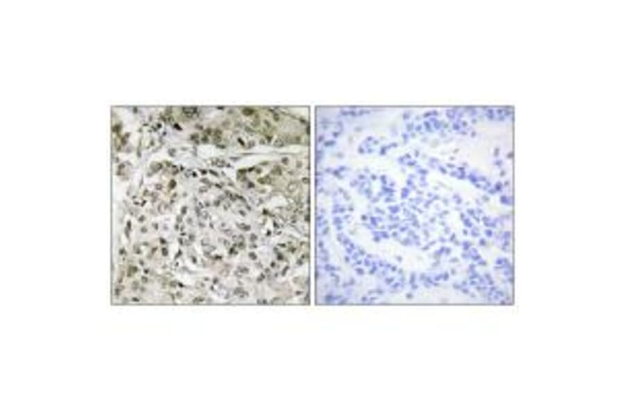 Immunohistochemistry - TAF1 Antibody from Signalway Antibody (33715) - Antibodies.com