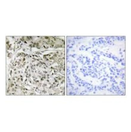 Immunohistochemistry - TAF1 Antibody from Signalway Antibody (33715) - Antibodies.com