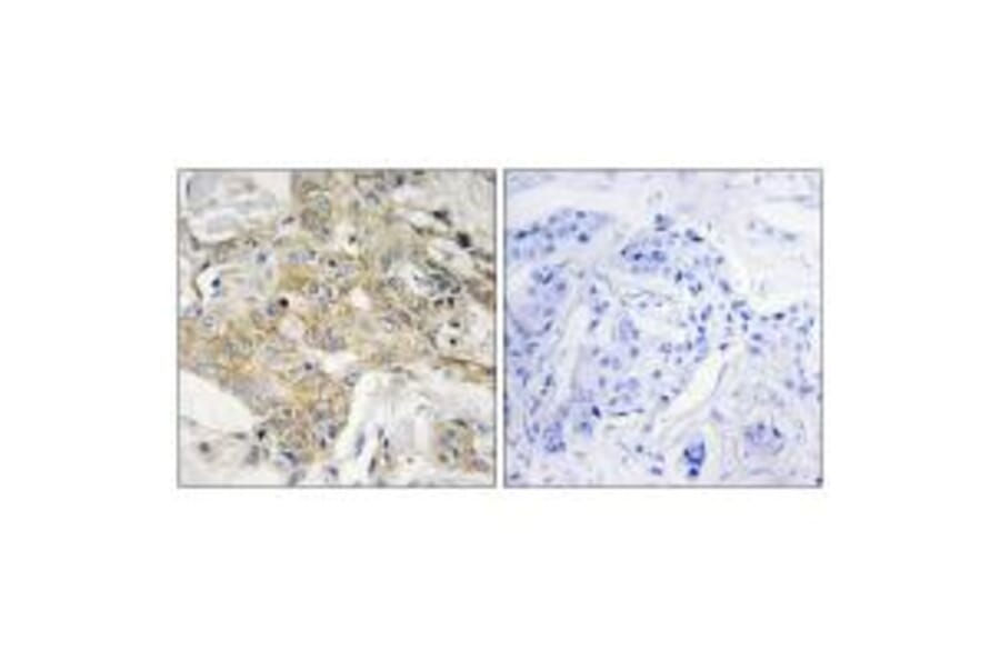 Immunohistochemistry - T4S1 Antibody from Signalway Antibody (33745) - Antibodies.com