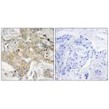 Immunohistochemistry - T4S1 Antibody from Signalway Antibody (33745) - Antibodies.com