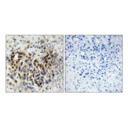 Immunohistochemistry - IRX3 Antibody from Signalway Antibody (33836) - Antibodies.com