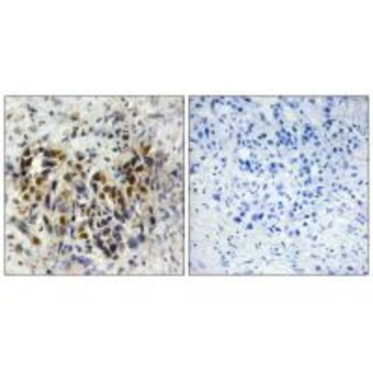 Immunohistochemistry - IRX3 Antibody from Signalway Antibody (33836) - Antibodies.com