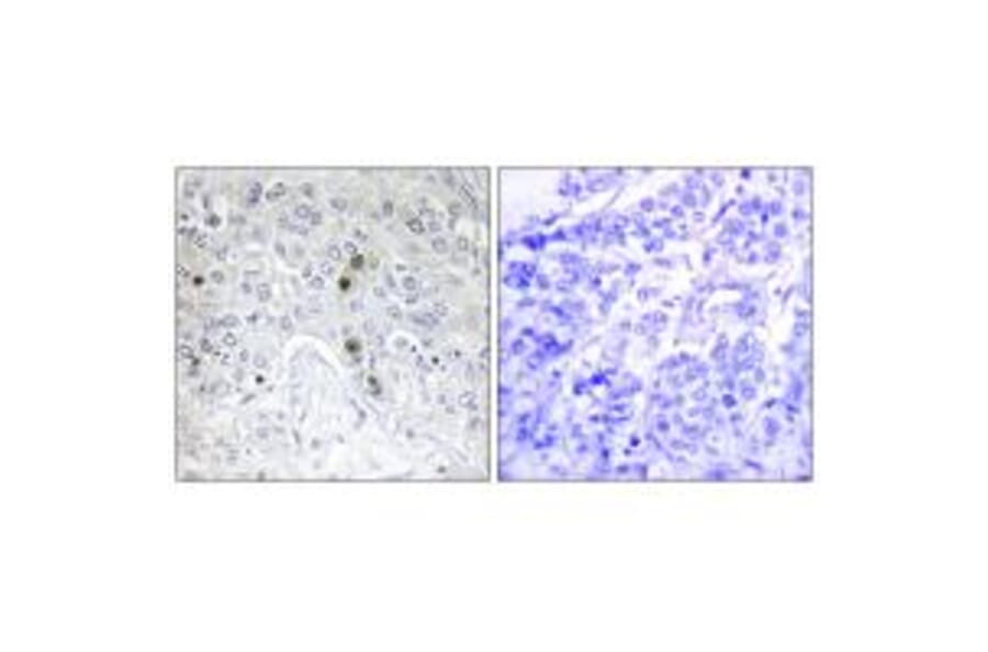 Immunohistochemistry - BATF Antibody from Signalway Antibody (33911) - Antibodies.com