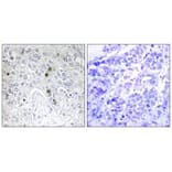 Immunohistochemistry - BATF Antibody from Signalway Antibody (33911) - Antibodies.com