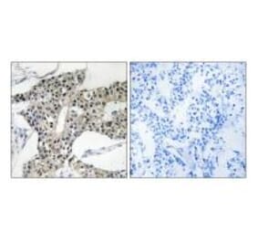 Immunohistochemistry - ARSK Antibody from Signalway Antibody (34445) - Antibodies.com