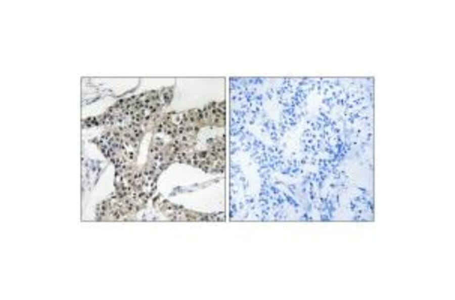 Immunohistochemistry - ARSK Antibody from Signalway Antibody (34445) - Antibodies.com