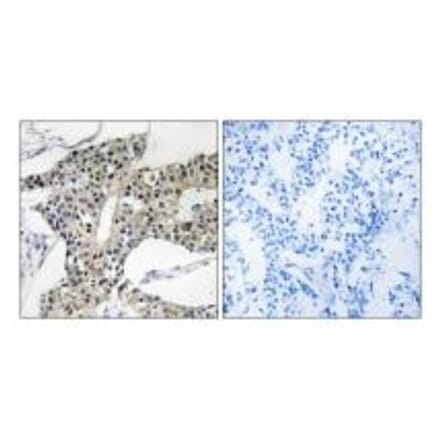 Immunohistochemistry - ARSK Antibody from Signalway Antibody (34445) - Antibodies.com