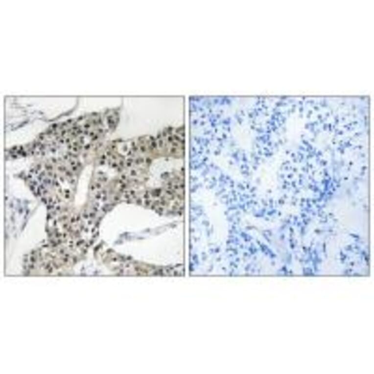 Immunohistochemistry - ARSK Antibody from Signalway Antibody (34445) - Antibodies.com