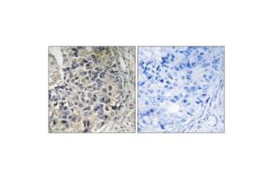Immunohistochemistry - CMC1 Antibody from Signalway Antibody (34515) - Antibodies.com