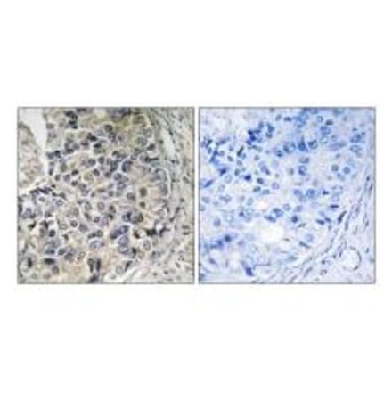 Immunohistochemistry - CMC1 Antibody from Signalway Antibody (34515) - Antibodies.com