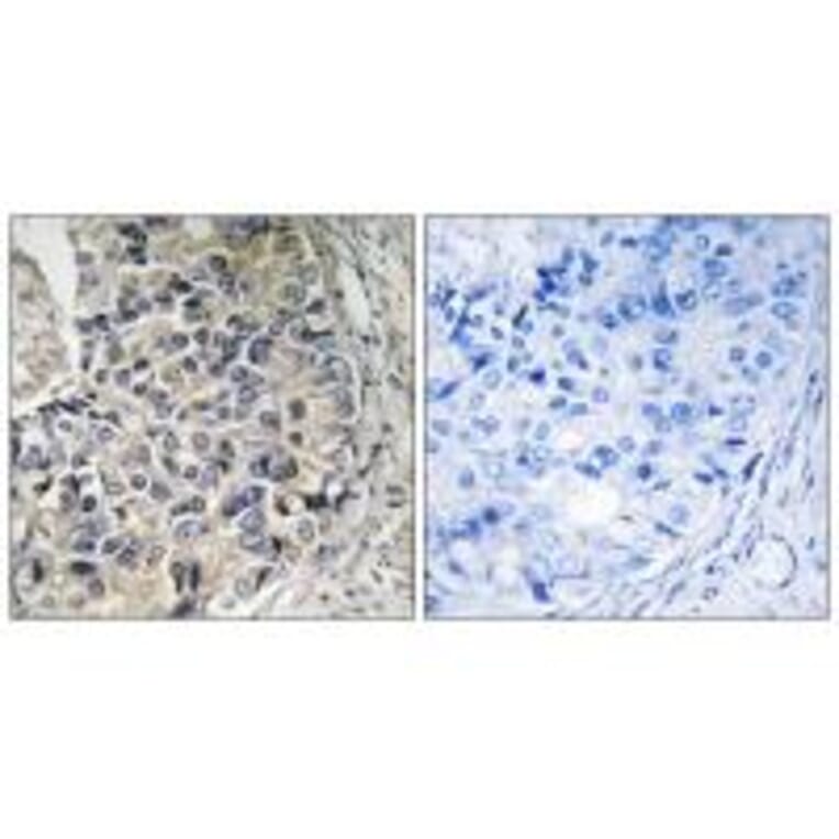 Immunohistochemistry - CMC1 Antibody from Signalway Antibody (34515) - Antibodies.com