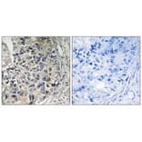 Immunohistochemistry - CMC1 Antibody from Signalway Antibody (34515) - Antibodies.com
