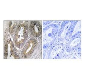 Immunohistochemistry - CST2 Antibody from Signalway Antibody (34629) - Antibodies.com