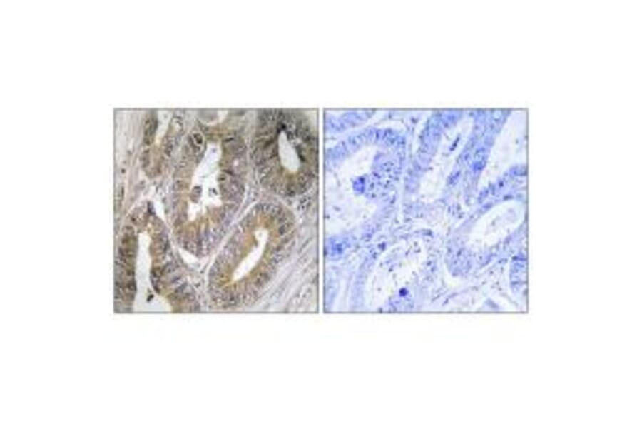 Immunohistochemistry - CST2 Antibody from Signalway Antibody (34629) - Antibodies.com