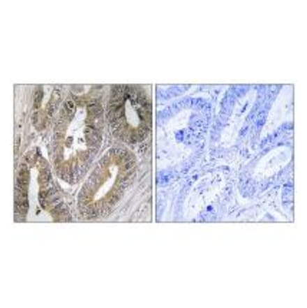 Immunohistochemistry - CST2 Antibody from Signalway Antibody (34629) - Antibodies.com