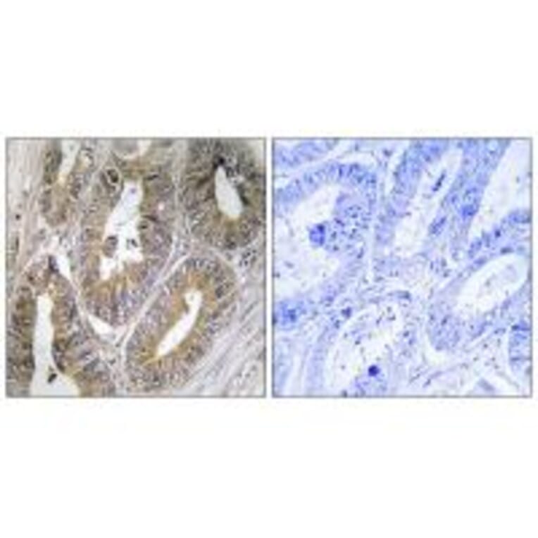Immunohistochemistry - CST2 Antibody from Signalway Antibody (34629) - Antibodies.com