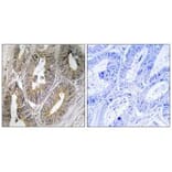 Immunohistochemistry - CST2 Antibody from Signalway Antibody (34629) - Antibodies.com