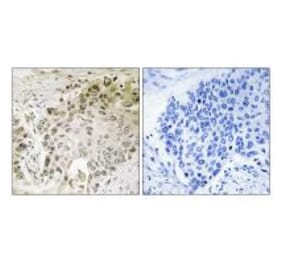 Immunohistochemistry - RFX2 Antibody from Signalway Antibody (34650) - Antibodies.com