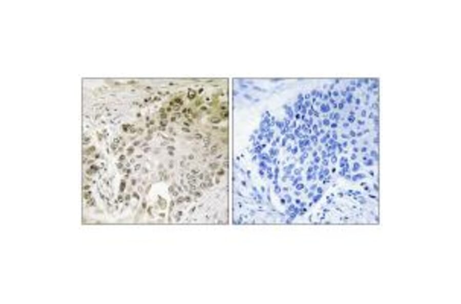 Immunohistochemistry - RFX2 Antibody from Signalway Antibody (34650) - Antibodies.com