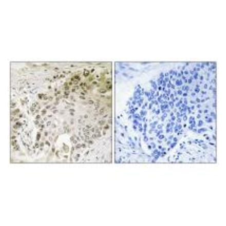 Immunohistochemistry - RFX2 Antibody from Signalway Antibody (34650) - Antibodies.com