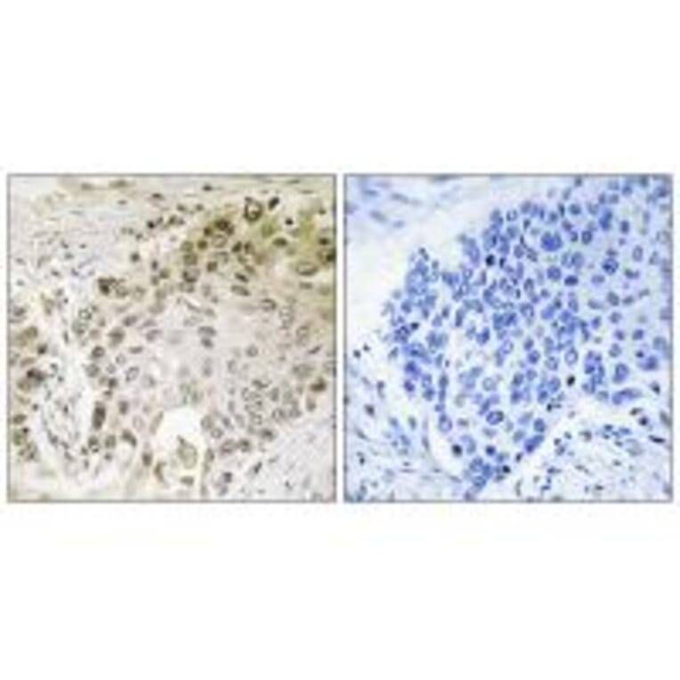 Immunohistochemistry - RFX2 Antibody from Signalway Antibody (34650) - Antibodies.com