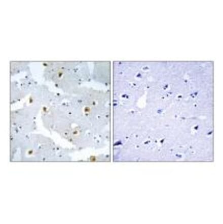 Immunohistochemistry - FMN2 Antibody from Signalway Antibody (34687) - Antibodies.com