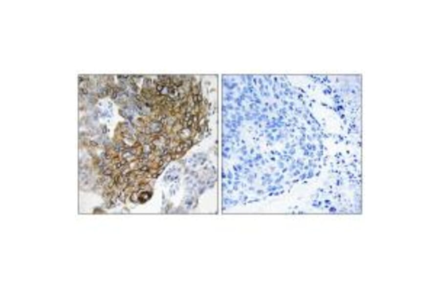 Immunohistochemistry - GJA3 Antibody from Signalway Antibody (34699) - Antibodies.com
