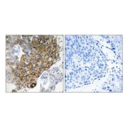 Immunohistochemistry - GJA3 Antibody from Signalway Antibody (34699) - Antibodies.com