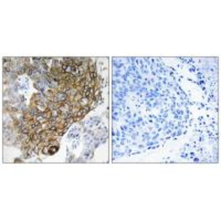 Immunohistochemistry - GJA3 Antibody from Signalway Antibody (34699) - Antibodies.com