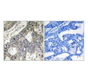 Immunohistochemistry - GUF1 Antibody from Signalway Antibody (34722) - Antibodies.com