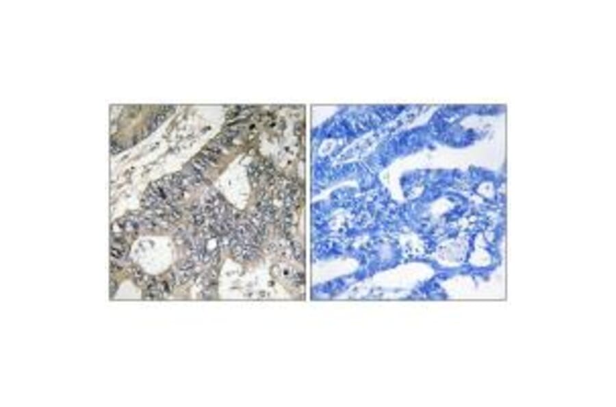 Immunohistochemistry - GUF1 Antibody from Signalway Antibody (34722) - Antibodies.com