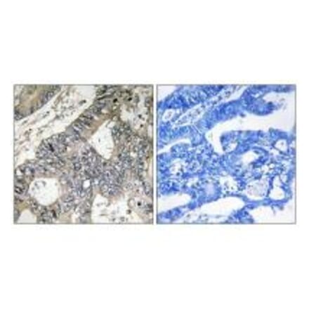 Immunohistochemistry - GUF1 Antibody from Signalway Antibody (34722) - Antibodies.com