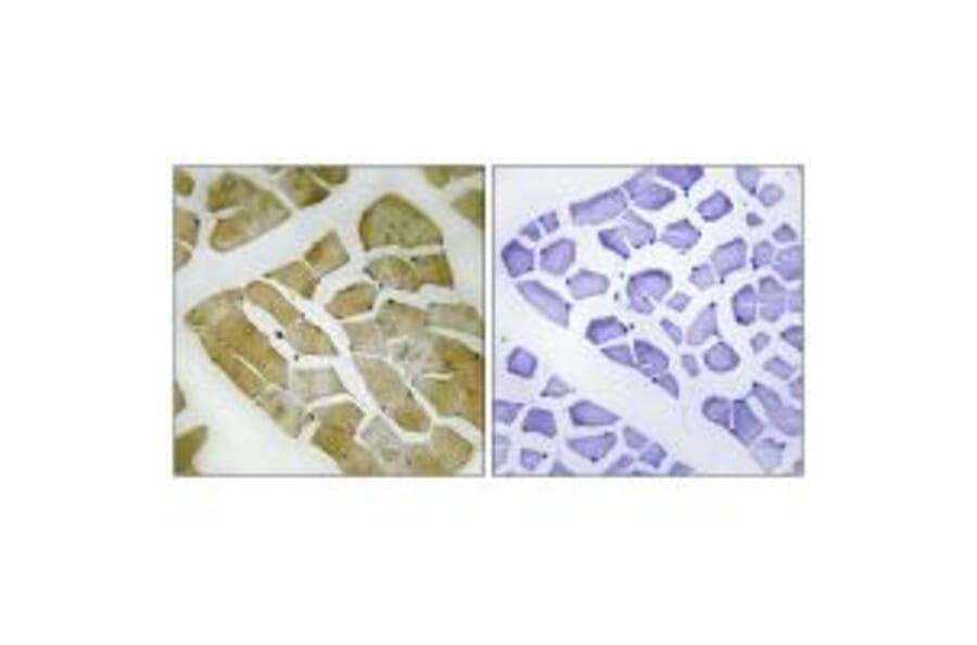 Immunohistochemistry - MYH4 Antibody from Signalway Antibody (34820) - Antibodies.com