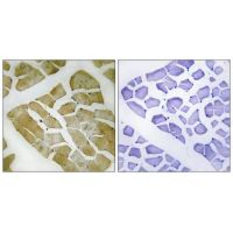 Immunohistochemistry - MYH4 Antibody from Signalway Antibody (34820) - Antibodies.com