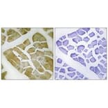 Immunohistochemistry - MYH4 Antibody from Signalway Antibody (34820) - Antibodies.com
